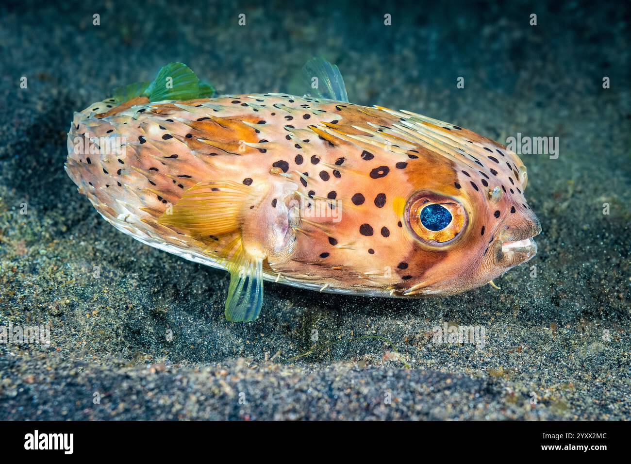 Porcospino della colonna vertebrale lunga, Diodon holocanthus, stretto di Lembeh, Sulawesi Indonesia, Oceano Indo-Pacifico Foto Stock