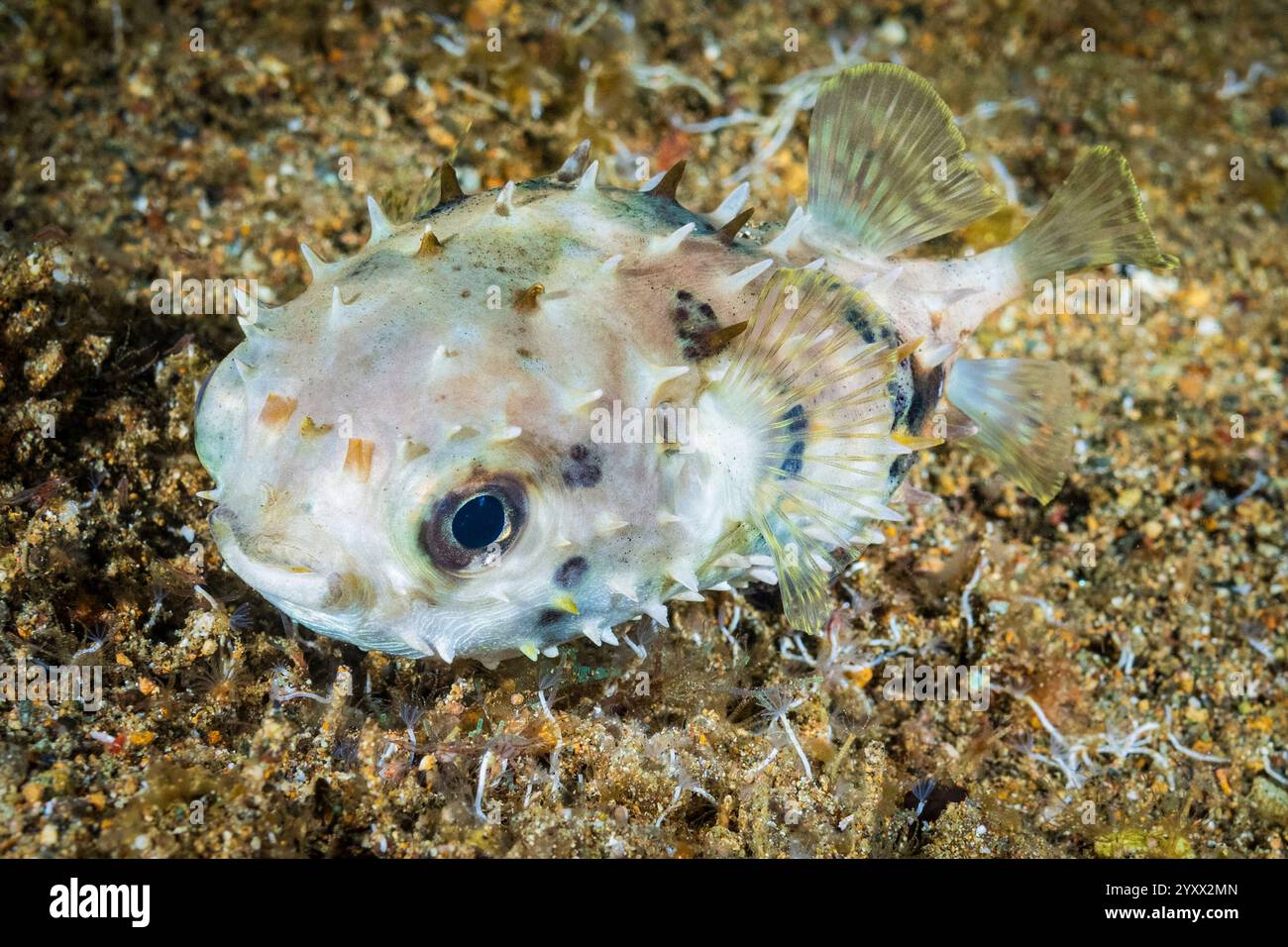 Porcospino spinale, Diodon holocanthus, novellame, Mabini, Anilao, Batangas, Isola di Luzon, Filippine, Oceano Pacifico Foto Stock