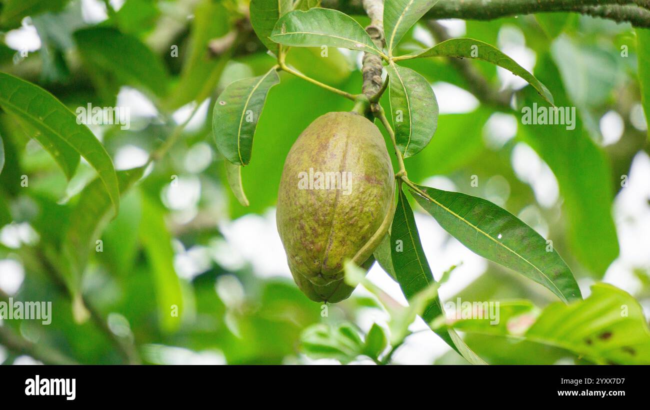 Pachira aquatica (castagno Malabar, arachidi francesi, Pumpo, Jelinjoche, Money Tree, impianto dei soldi, serissa japonica). Questo albero è venduto con tronco intrecciato Foto Stock