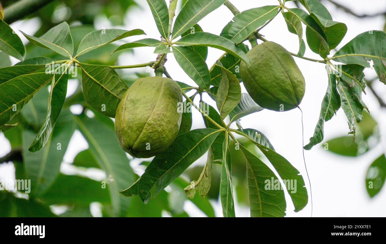 Pachira aquatica (castagno Malabar, arachidi francesi, Pumpo, Jelinjoche, Money Tree, impianto dei soldi, serissa japonica). Questo albero è venduto con tronco intrecciato Foto Stock