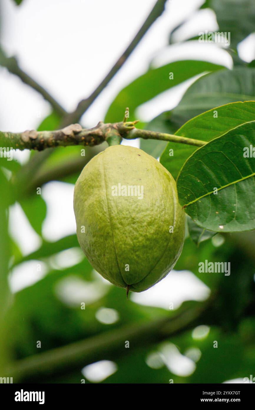 Pachira aquatica (castagno Malabar, arachidi francesi, Pumpo, Jelinjoche, Money Tree, impianto dei soldi, serissa japonica). Questo albero è venduto con tronco intrecciato Foto Stock