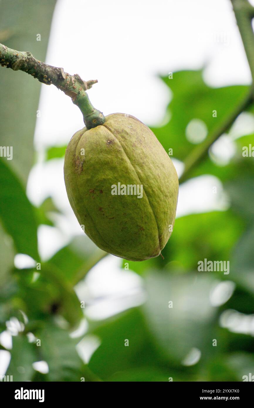 Pachira aquatica (castagno Malabar, arachidi francesi, Pumpo, Jelinjoche, Money Tree, impianto dei soldi, serissa japonica). Questo albero è venduto con tronco intrecciato Foto Stock