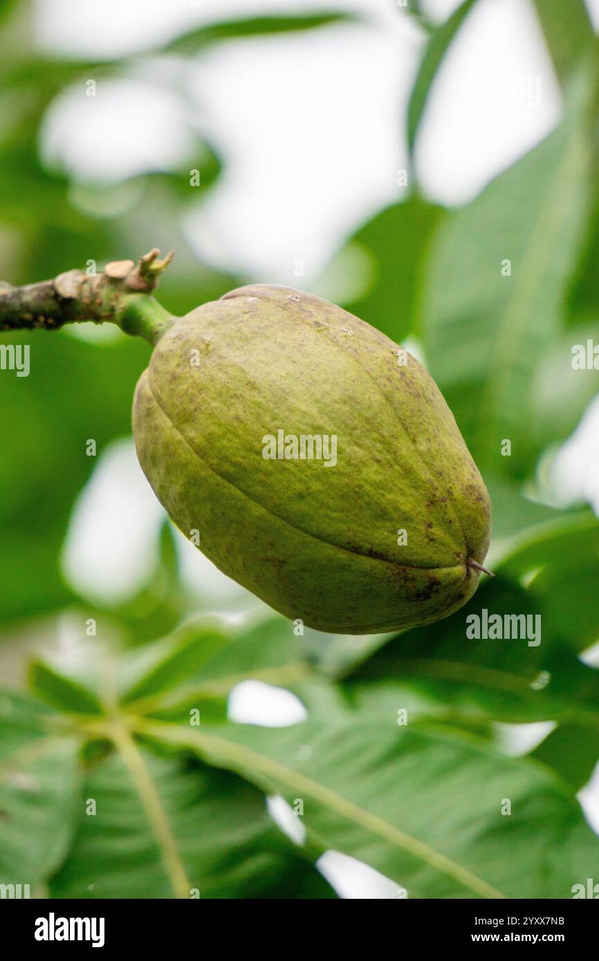 Pachira aquatica (castagno Malabar, arachidi francesi, Pumpo, Jelinjoche, Money Tree, impianto dei soldi, serissa japonica). Questo albero è venduto con tronco intrecciato Foto Stock