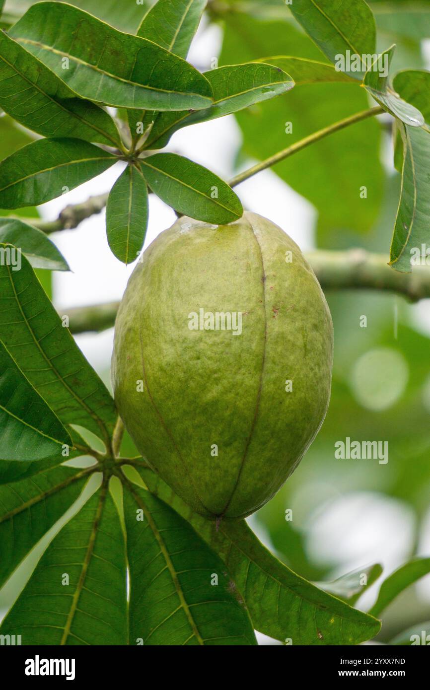 Pachira aquatica (castagno Malabar, arachidi francesi, Pumpo, Jelinjoche, Money Tree, impianto dei soldi, serissa japonica). Questo albero è venduto con tronco intrecciato Foto Stock