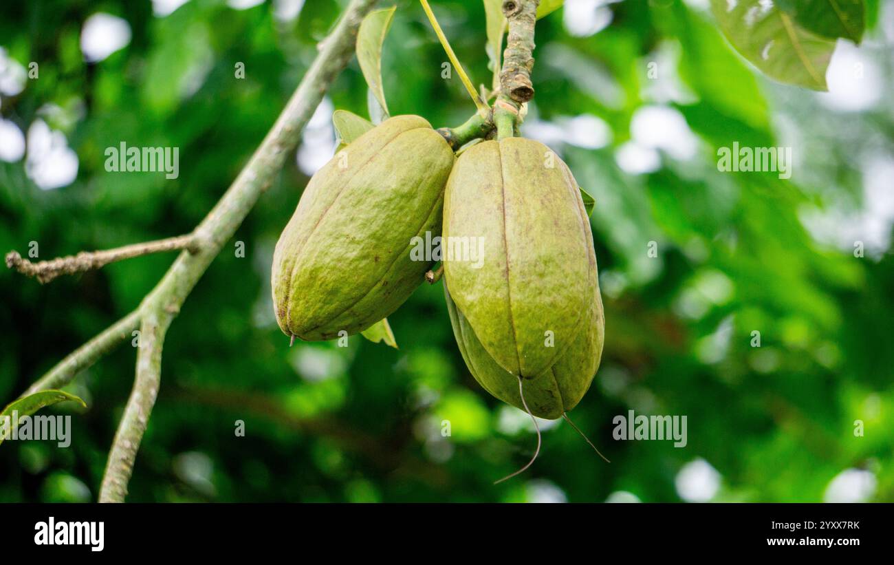 Pachira aquatica (castagno Malabar, arachidi francesi, Pumpo, Jelinjoche, Money Tree, impianto dei soldi, serissa japonica). Questo albero è venduto con tronco intrecciato Foto Stock