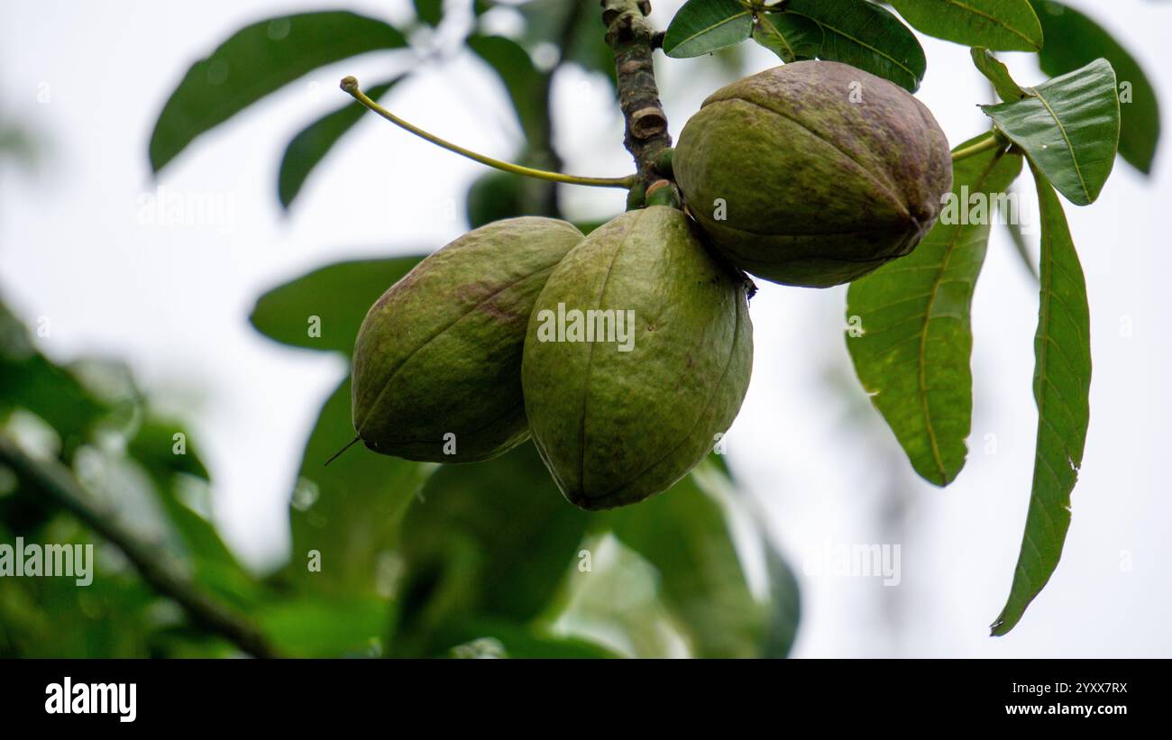 Pachira aquatica (castagno Malabar, arachidi francesi, Pumpo, Jelinjoche, Money Tree, impianto dei soldi, serissa japonica). Questo albero è venduto con tronco intrecciato Foto Stock