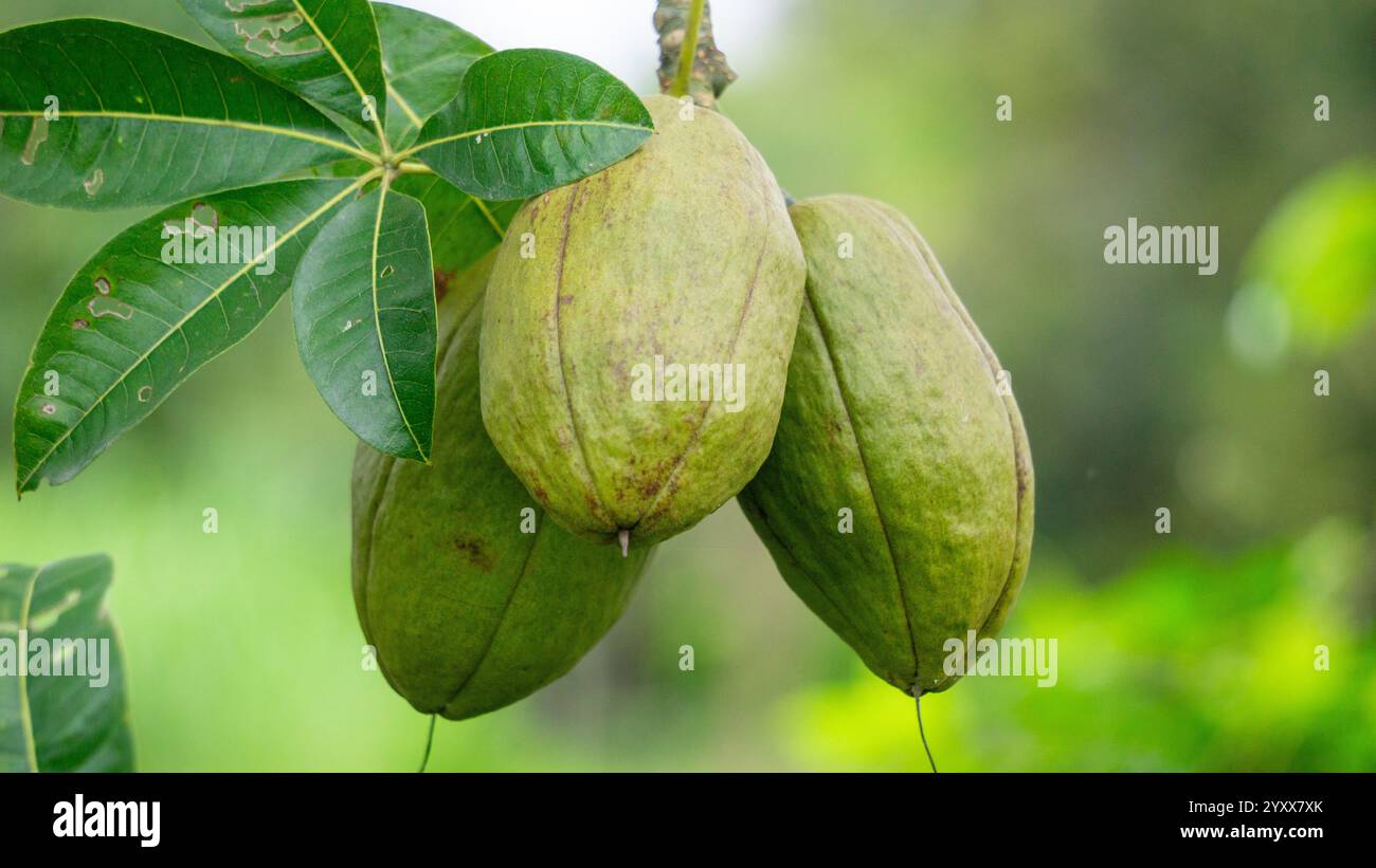 Pachira aquatica (castagno Malabar, arachidi francesi, Pumpo, Jelinjoche, Money Tree, impianto dei soldi, serissa japonica). Questo albero è venduto con tronco intrecciato Foto Stock