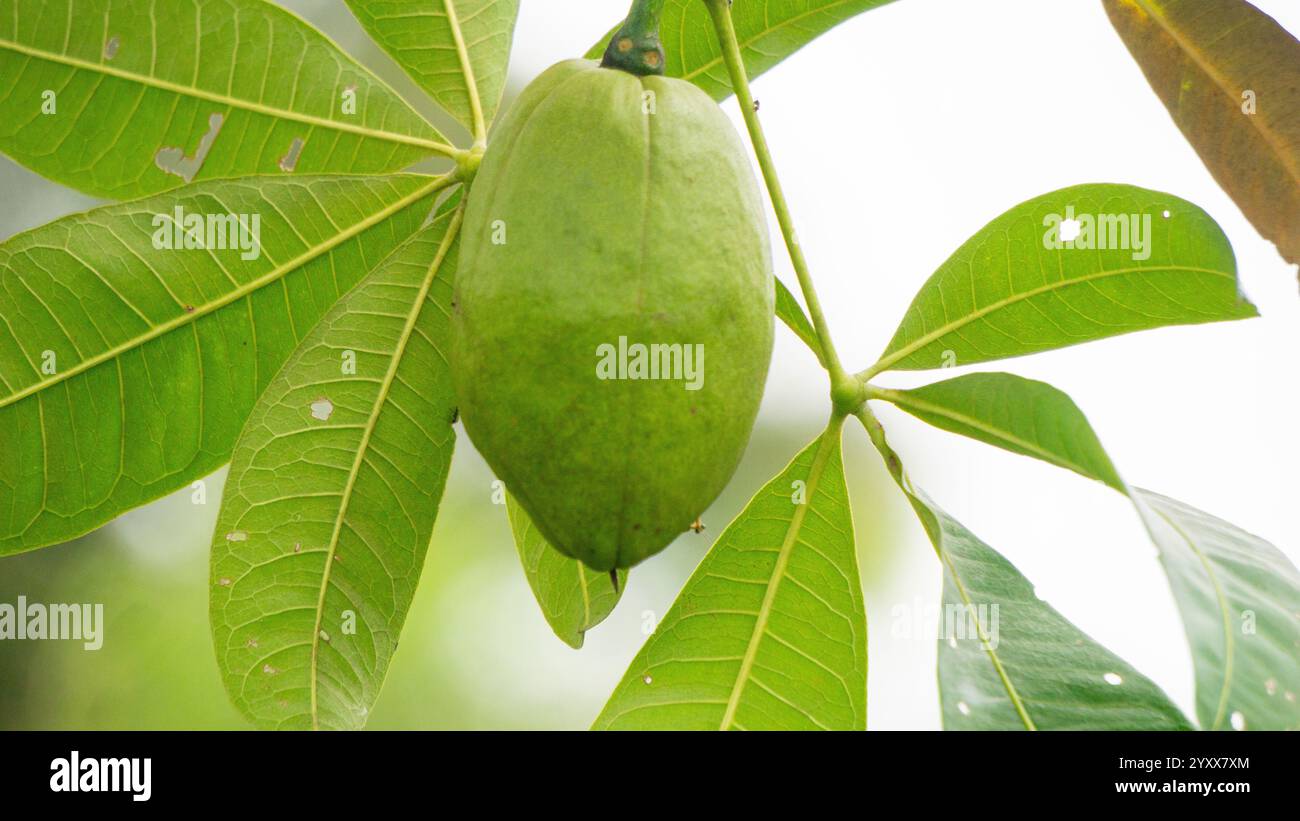 Pachira aquatica (castagno Malabar, arachidi francesi, Pumpo, Jelinjoche, Money Tree, impianto dei soldi, serissa japonica). Questo albero è venduto con tronco intrecciato Foto Stock