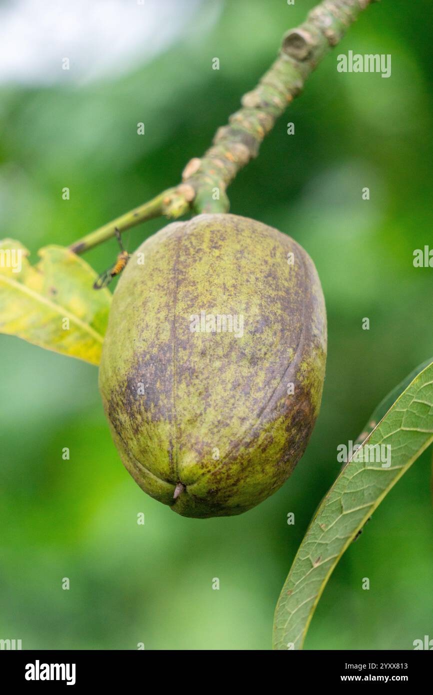 Pachira aquatica (castagno Malabar, arachidi francesi, Pumpo, Jelinjoche, Money Tree, impianto dei soldi, serissa japonica). Questo albero è venduto con tronco intrecciato Foto Stock