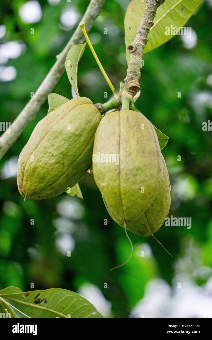 Pachira aquatica (castagno Malabar, arachidi francesi, Pumpo, Jelinjoche, Money Tree, impianto dei soldi, serissa japonica). Questo albero è venduto con tronco intrecciato Foto Stock