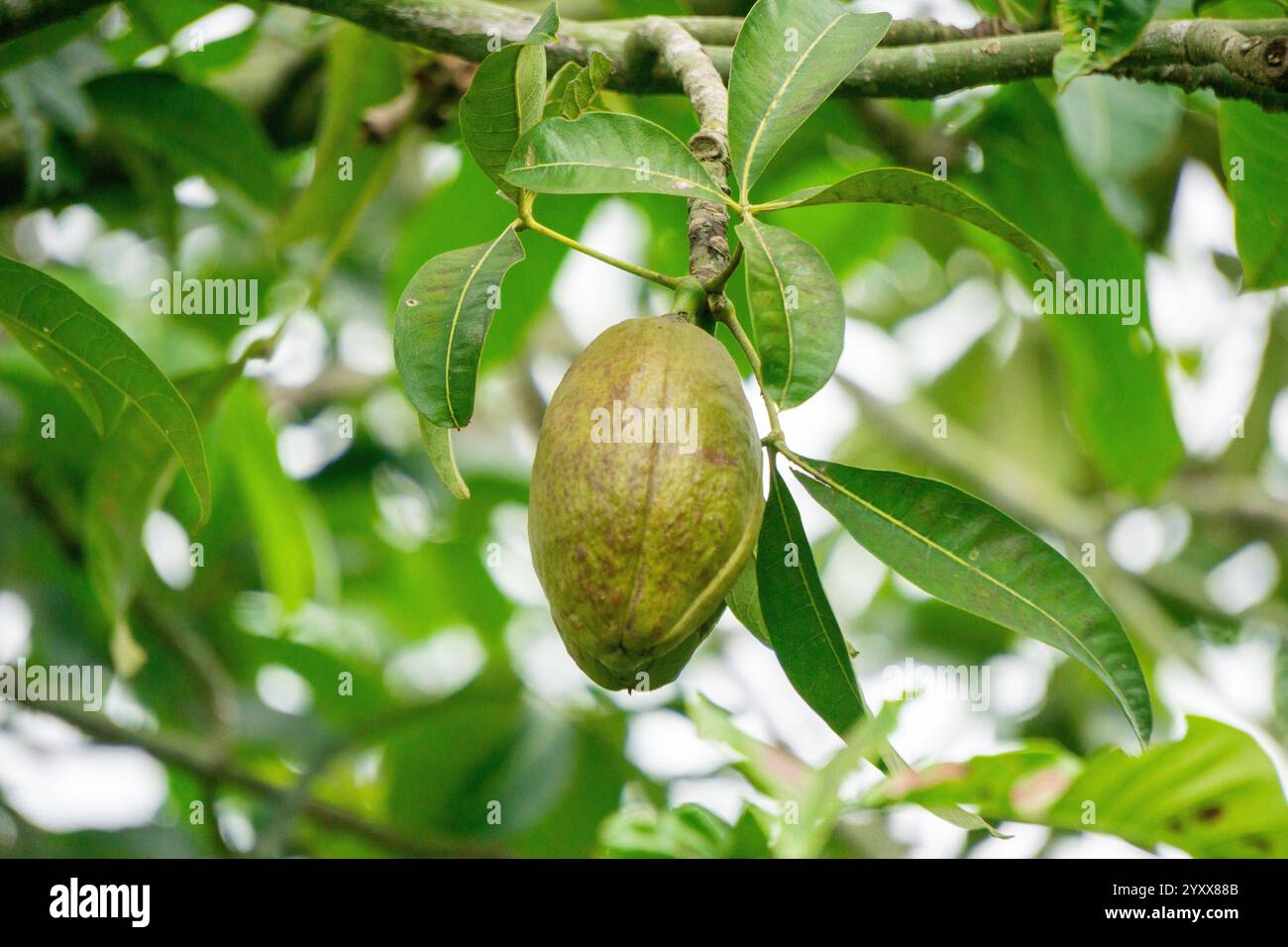 Pachira aquatica (castagno Malabar, arachidi francesi, Pumpo, Jelinjoche, Money Tree, impianto dei soldi, serissa japonica). Questo albero è venduto con tronco intrecciato Foto Stock