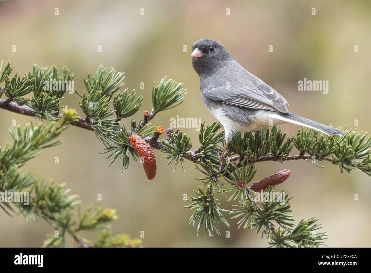 Junco dagli occhi scuri (Junco hyemalis) arroccato su un albero di pino nelle giornate piovose. Foto Stock