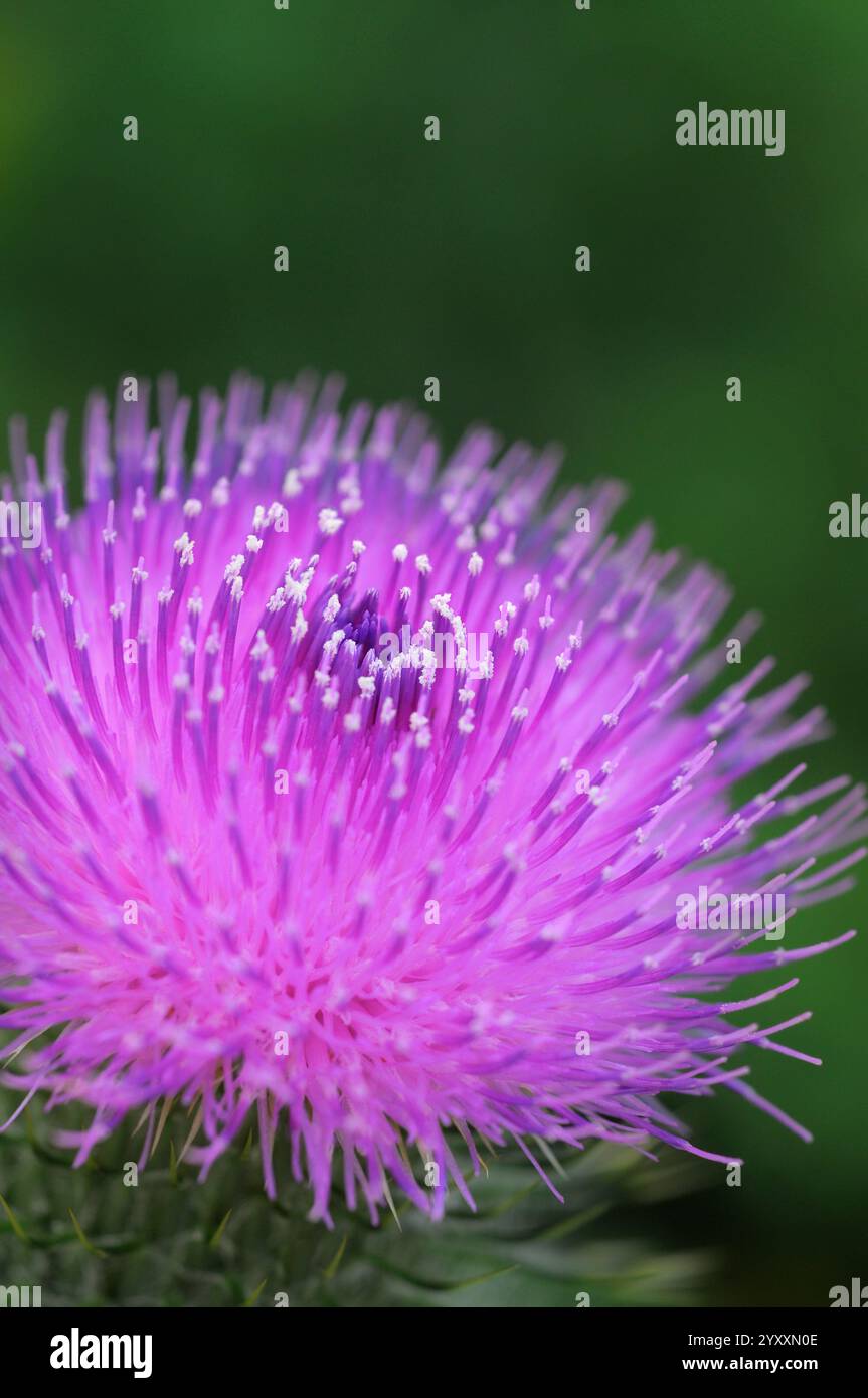 Fiore di Thistle Foto Stock