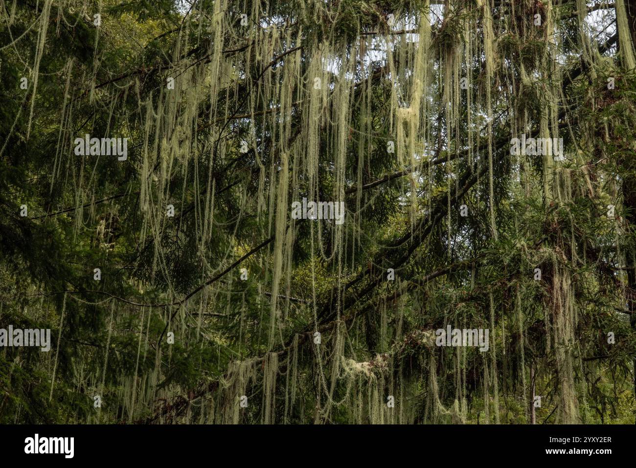 Dolichousnea longissima o Usnea longissima, il lichene della barba vecchio è appeso ai rami degli alberi nel Humboldt Redwoods State Park, California. Foto Stock