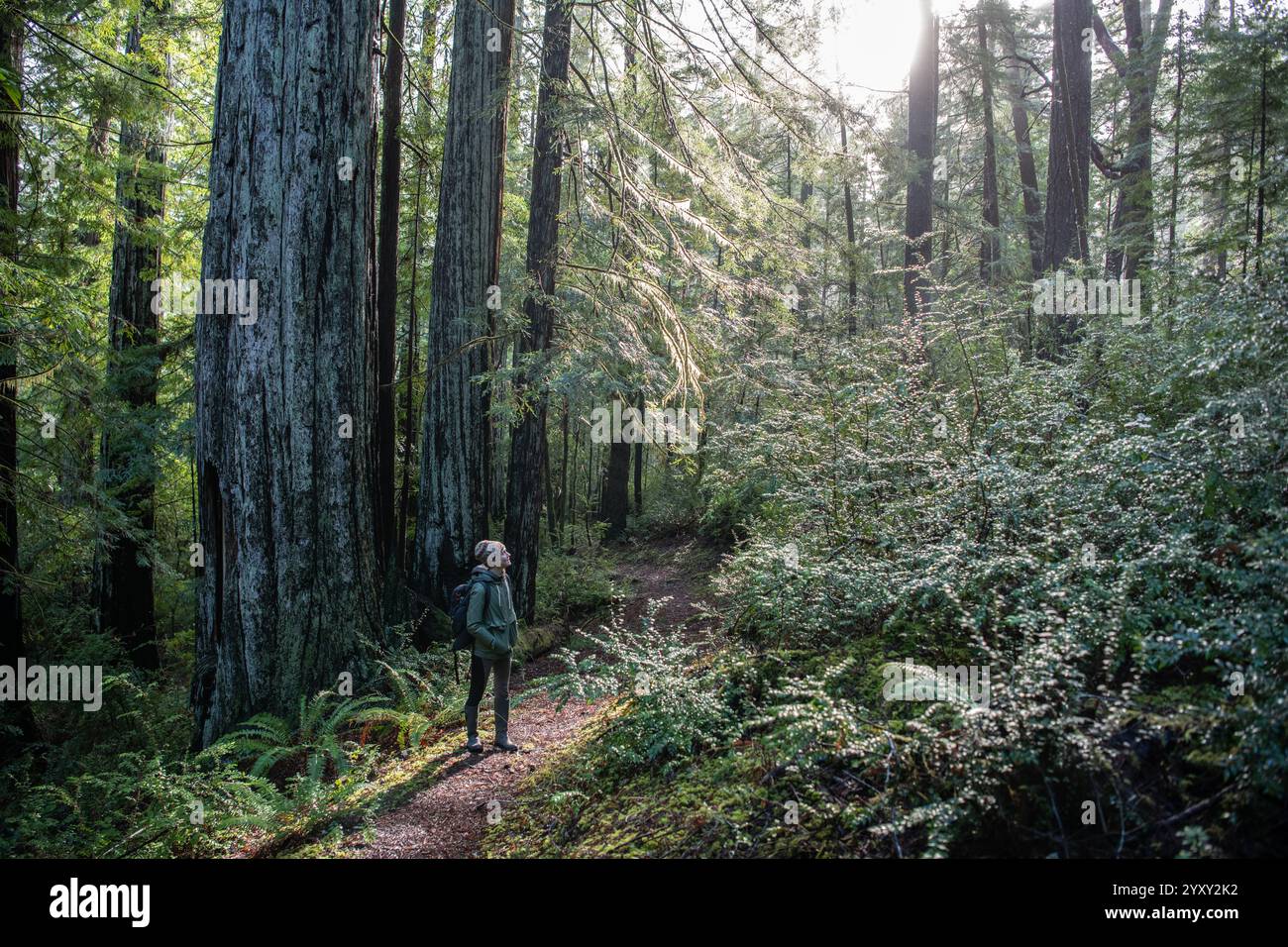 Un escursionista sul sentiero che guarda in alto circondato da una fitta foresta di sequoie nel parco statale Humboldt Redwoods nel nord della California, Stati Uniti. Foto Stock