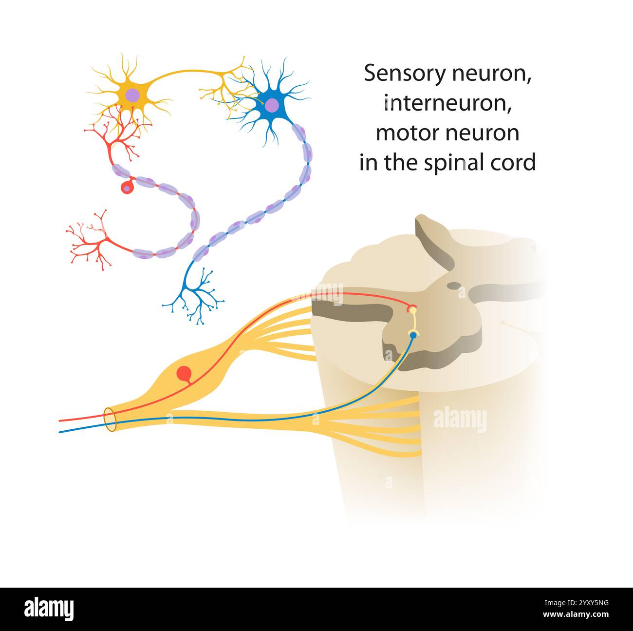 I neuroni si trovano nel sistema nervoso, suddivisi in tre classi: Neuroni sensoriali, neuroni motori e interneuroni Foto Stock