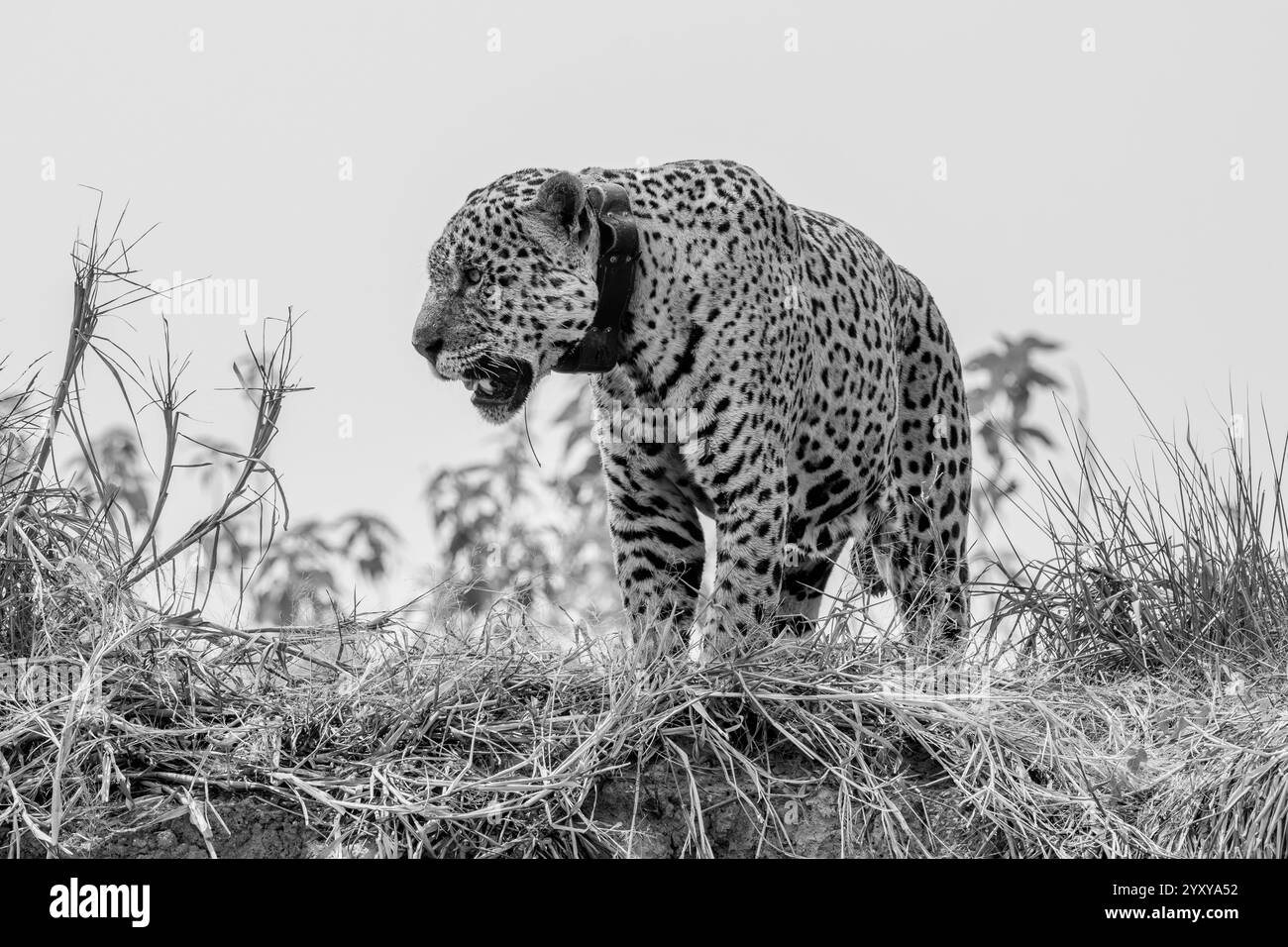 Immagine in bianco e nero di Jaguar con colletto nel Pantanal Foto Stock