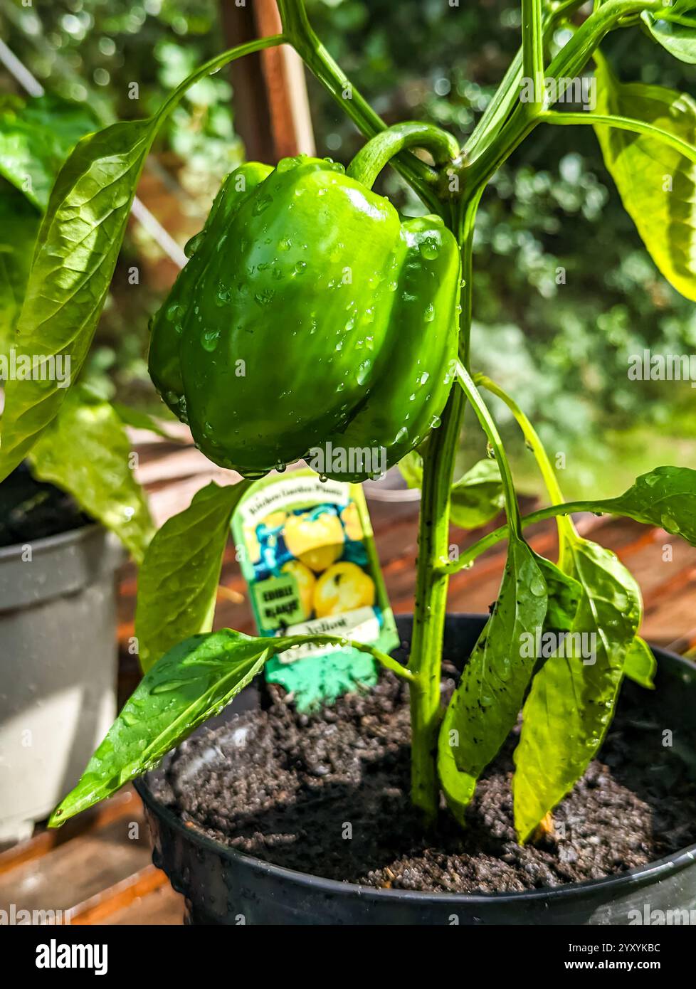 Giovani piante di pepe che crescono in una serra situata in un giardino scozzese nel Regno Unito - Immagine stock catturata con smartphone