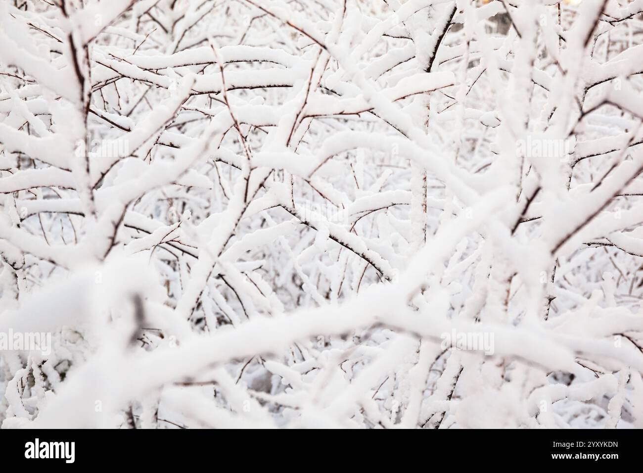 Rami innevati nei boschi svedesi in inverno Foto Stock