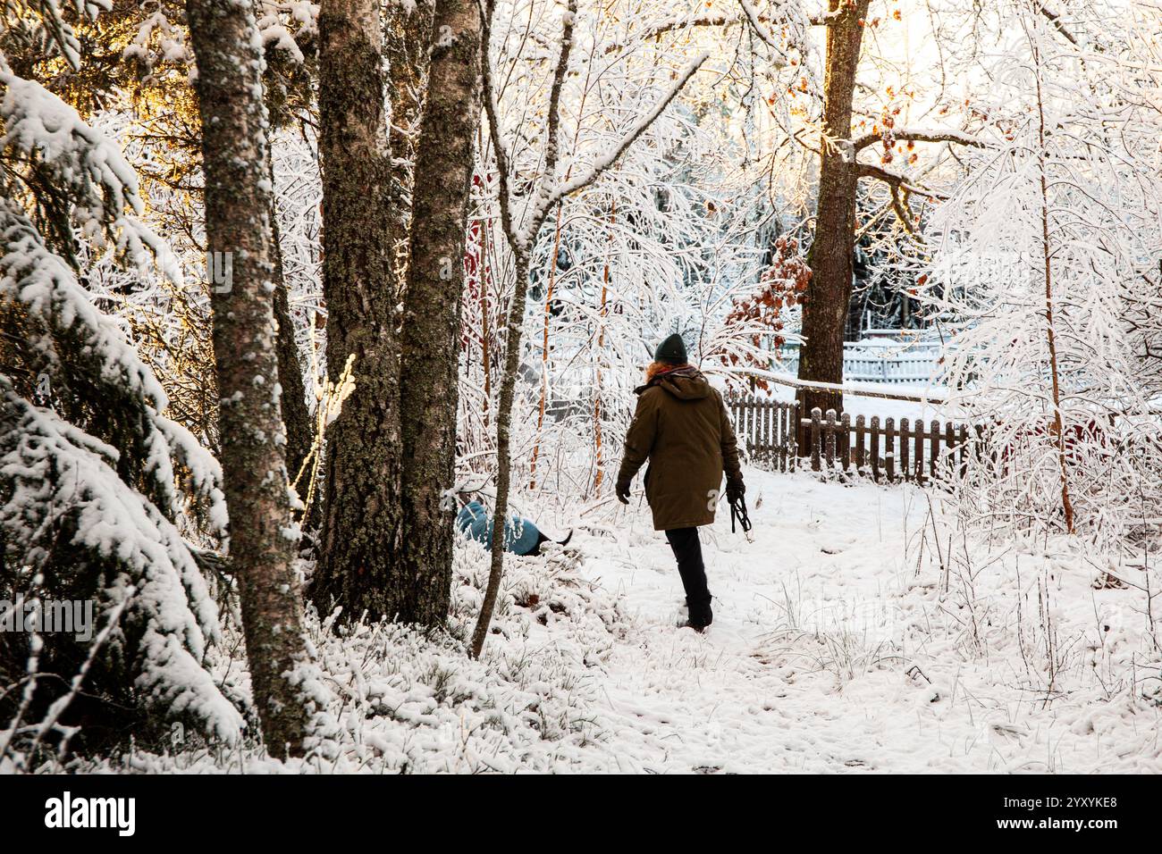 Una donna che cammina il suo cane in boschi innevati in Svezia Foto Stock