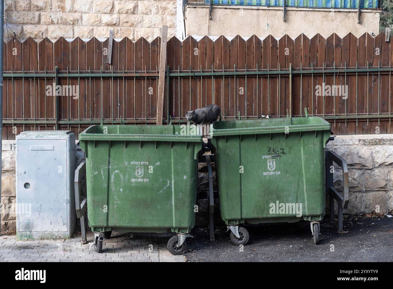 Gerusalemme, New York, Stati Uniti. 17 dicembre 2024. Un gatto di tutti i giorni si siede su un contenitore per la spazzatura per strada a Gerusalemme, Israele il 17 dicembre 2024 (Credit Image: © Lev Radin/ZUMA Press Wire) SOLO PER USO EDITORIALE! Non per USO commerciale! Foto Stock