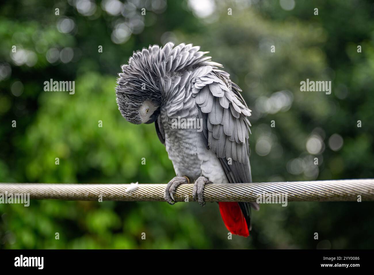 Uccello pappagallo grigio del Congo, che si prepara e scuote fuori dall'acqua, il paradiso degli uccelli di Mandai, la fauna selvatica delle piume aviarie, le vacanze turistiche Foto Stock