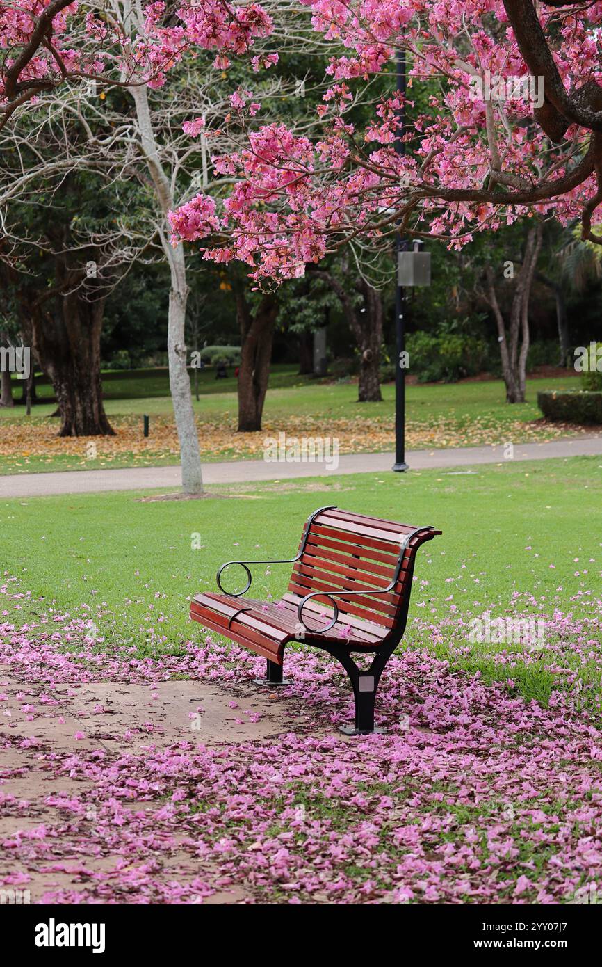 Panca vuota in legno sotto i ciliegi in fiore nel parco. sakura rosa in giardino Foto Stock