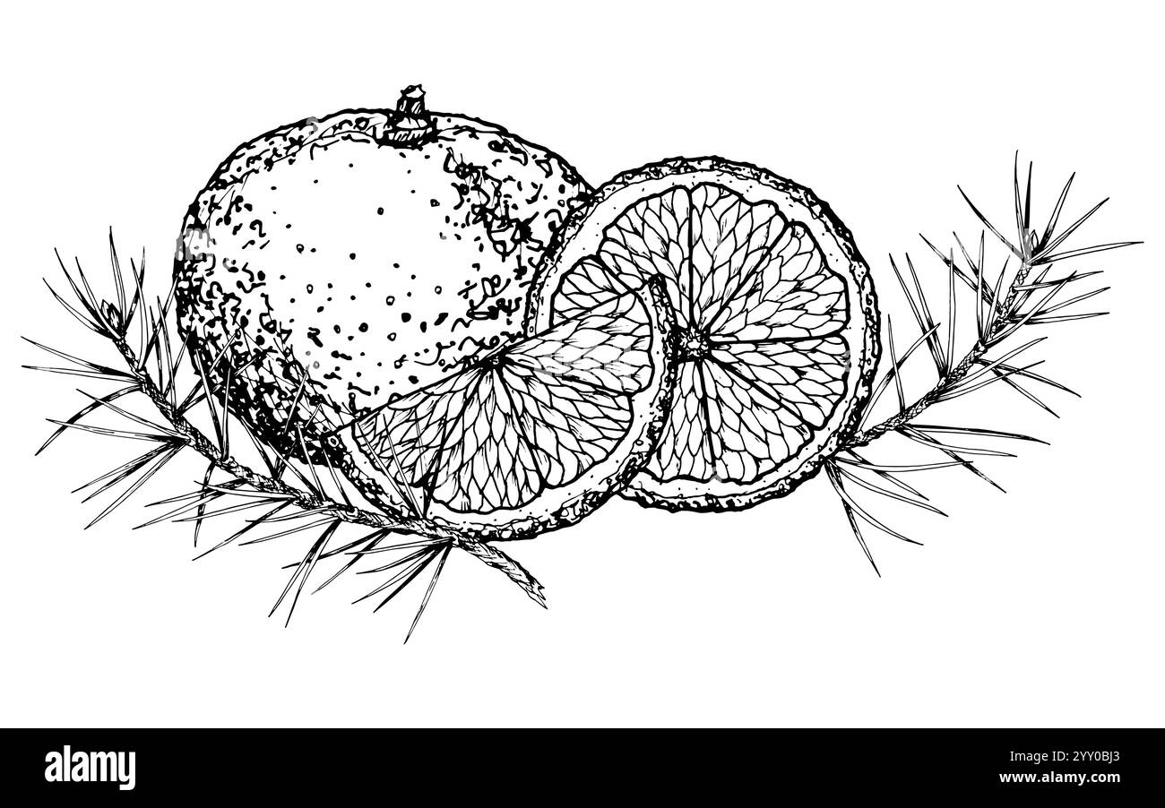 Illustrazione vettoriale di arance intere e tagliate a fette, mandarini con texture dettagliate e rami di abete o pini di conifere. Perfetto per le vacanze, l'inverno Illustrazione Vettoriale