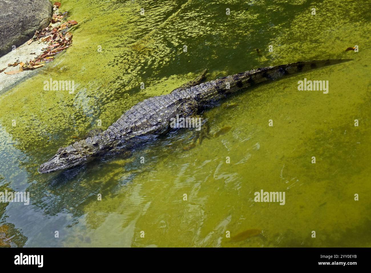 Cayman sul lago nello zoo di Rio de Janeiro, Brasile Foto Stock