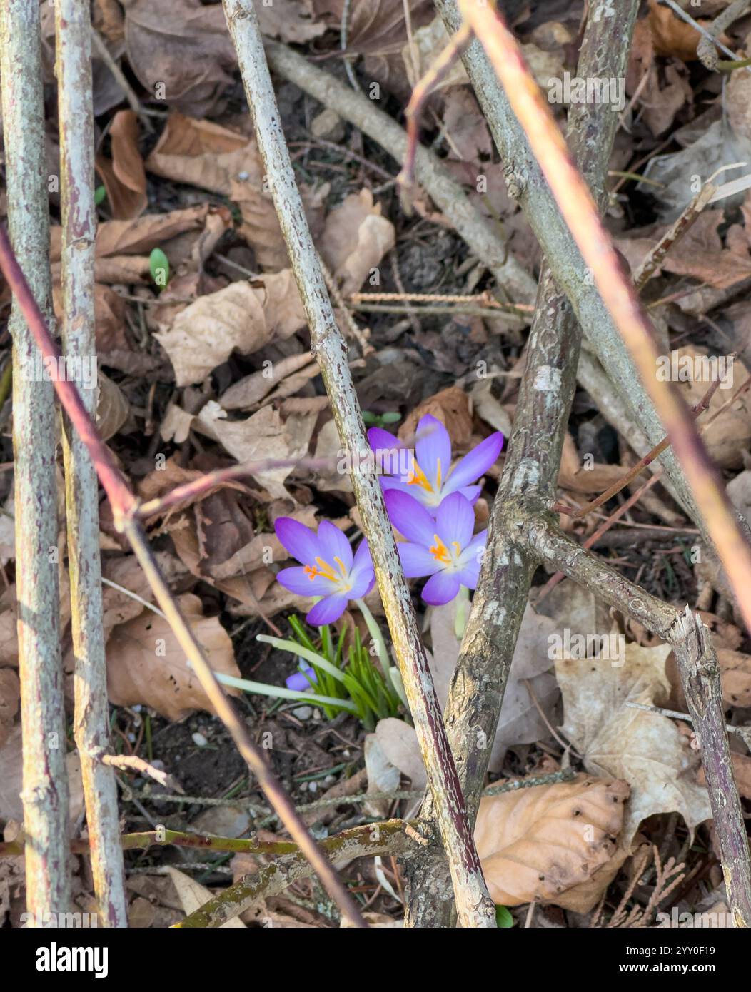 Primavera - delicati fiori di croco viola che sbocciano attraverso i torrenti e le foglie Foto Stock