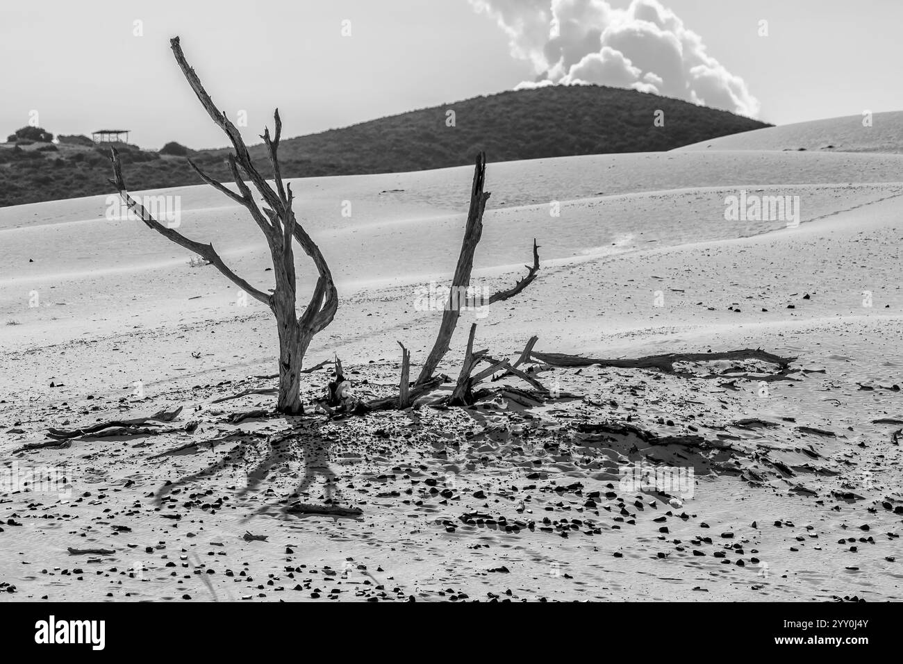 Vista bianca e nera dei tronchi di alberi secchi nelle dune di sabbia, è Arenas Biancas, Italia Foto Stock