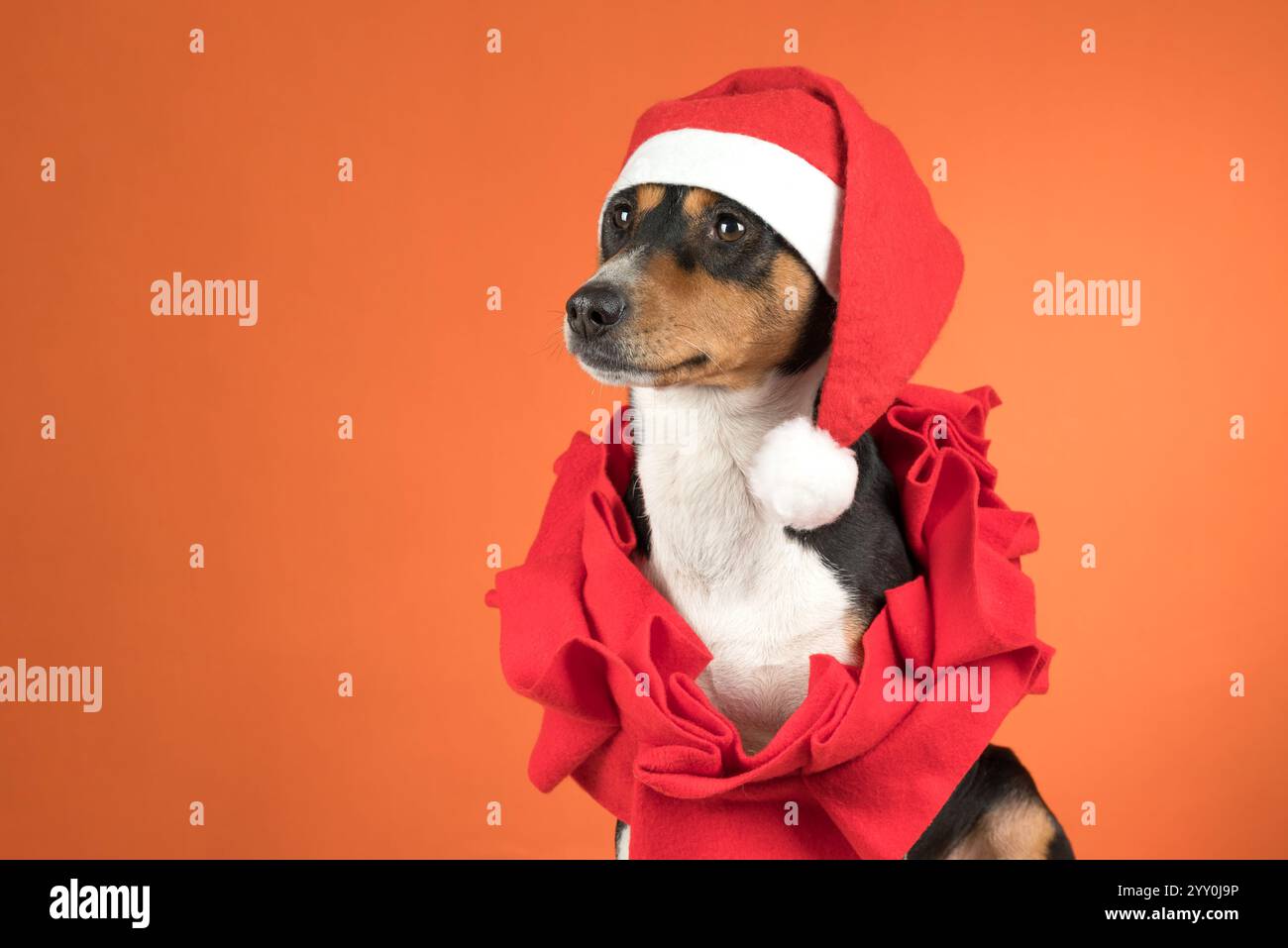 Ritratto di un cane Basenji in un cappello di Natale di Babbo Natale su sfondo arancione Foto Stock