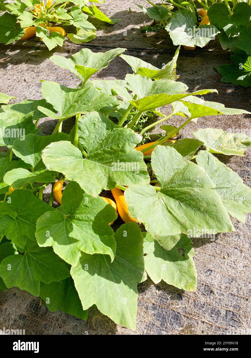 Zucca grande e matura - Immagine stock catturata con smartphone