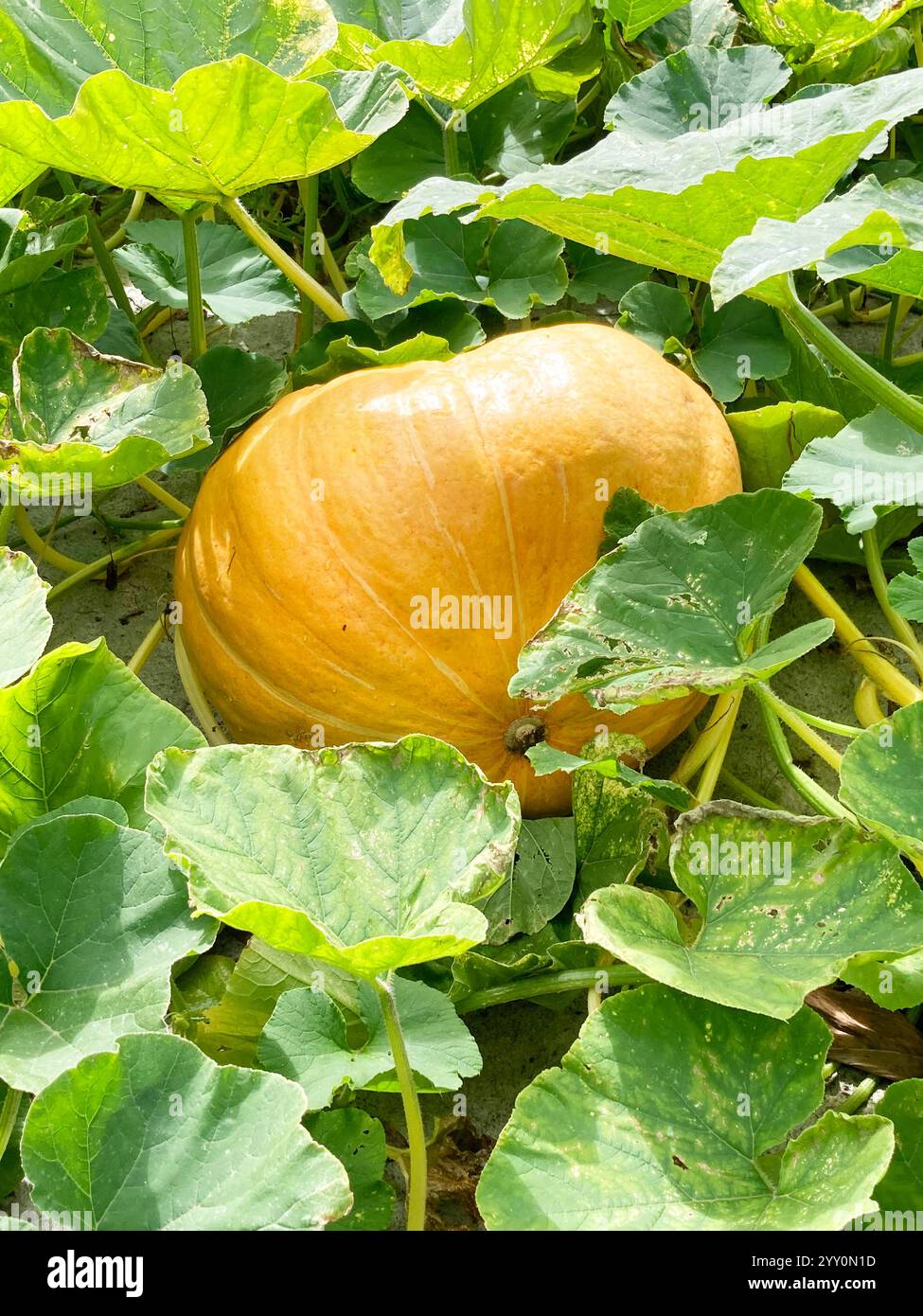 Zucca grande e matura - John Gollop Foto Stock