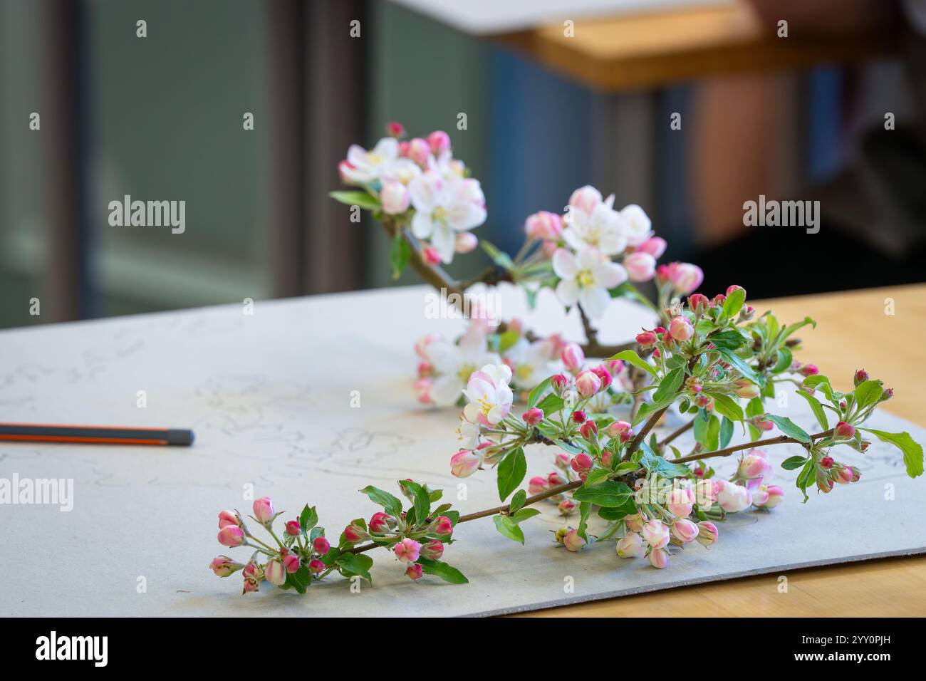 Drawing corse - come disegnare il fiore di mela. Un ramo di melo in fiore e un foglio di carta. Foto Stock