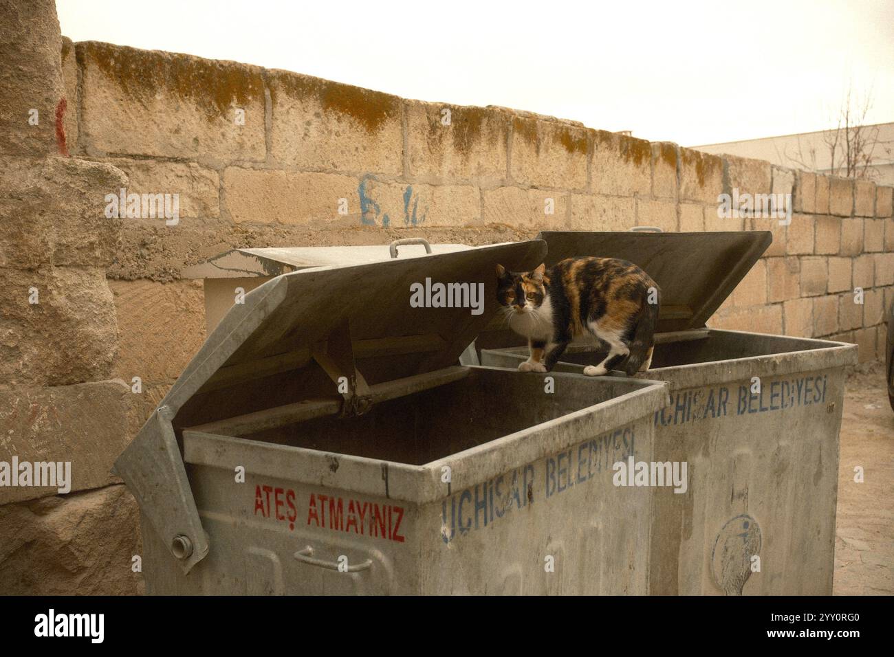 Göreme, Cappadocia, Turchia - dicembre 2024: Un gatto selvatico affamato in cerca di cibo in un cestino della spazzatura Foto Stock