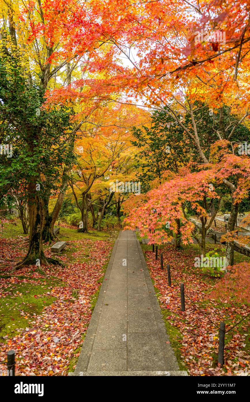 Il tempio konkai komyo-ji in autunno si trova a Kyoto in Giappone Foto Stock