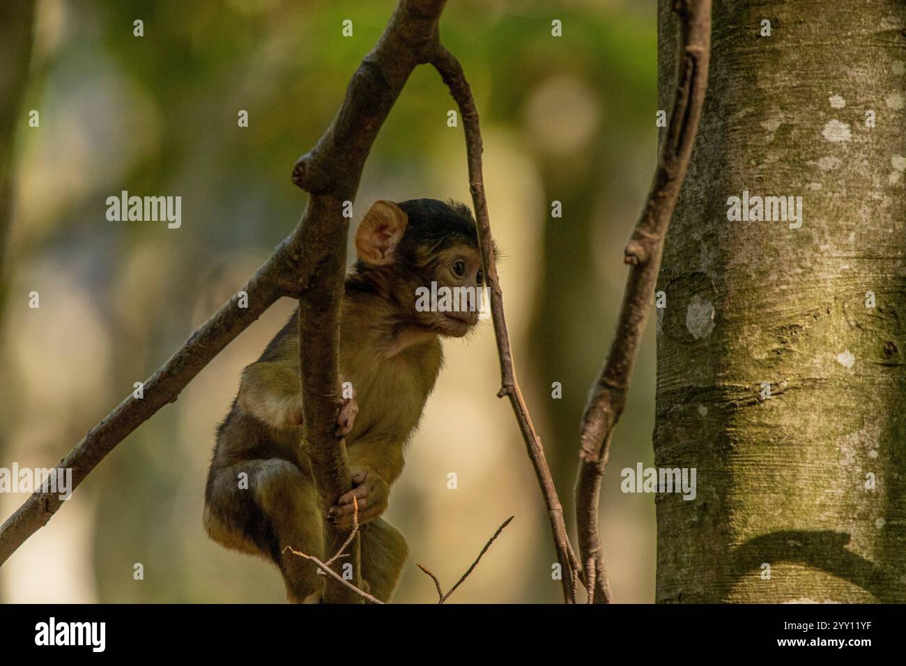 Belle scimmie che si rilassano al sole Foto Stock