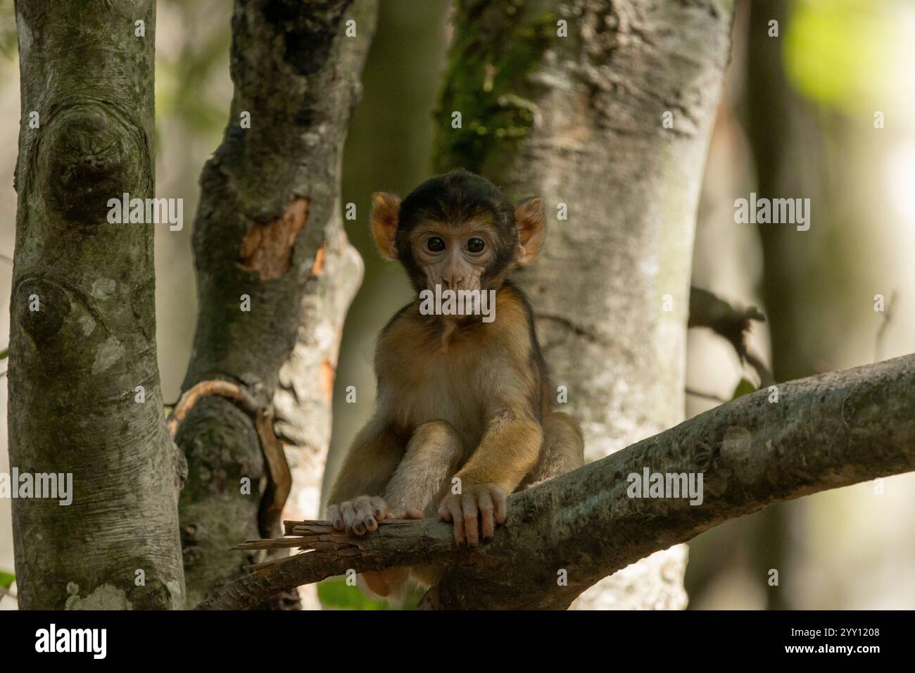 Belle scimmie che si rilassano al sole Foto Stock
