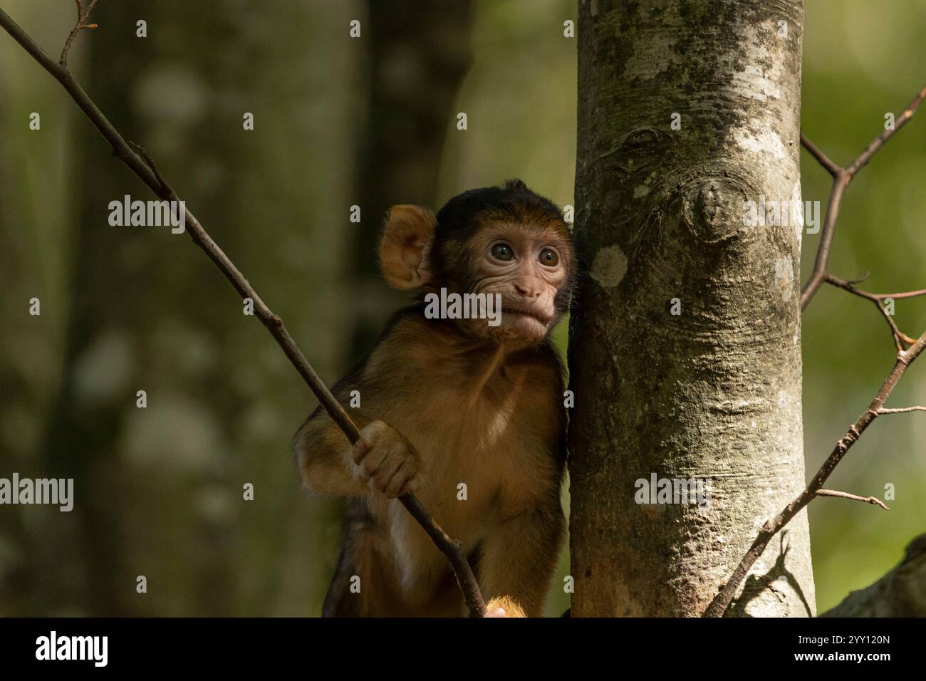 Belle scimmie che si rilassano al sole Foto Stock