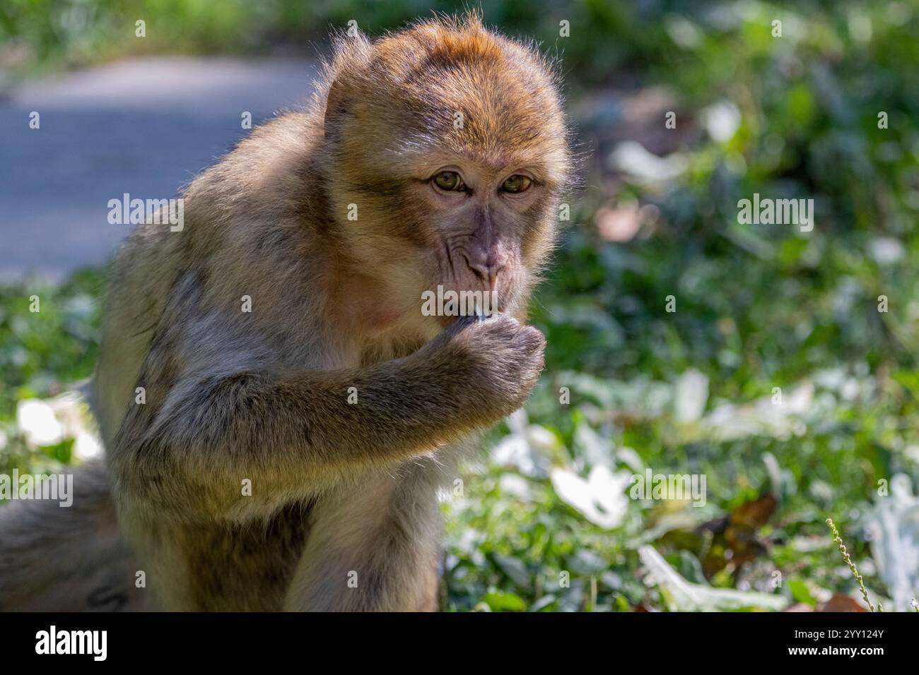 Belle scimmie che si rilassano al sole Foto Stock