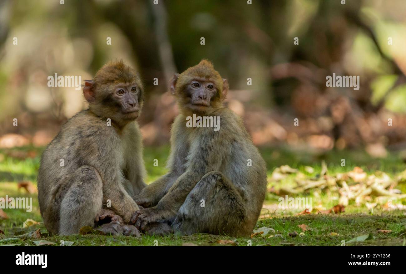 Belle scimmie che si rilassano al sole Foto Stock
