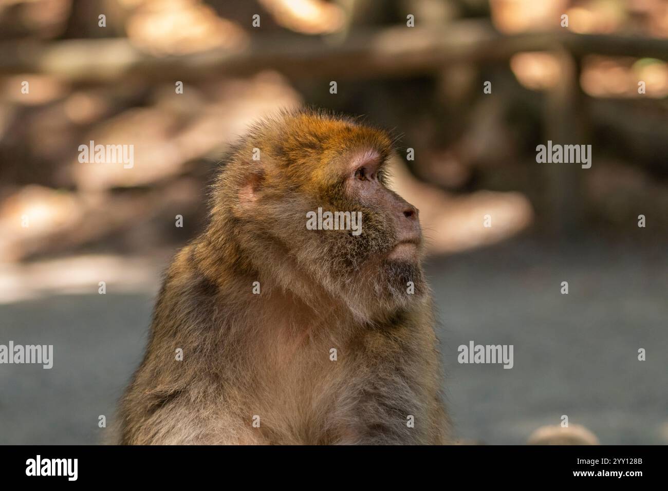 Belle scimmie che si rilassano al sole Foto Stock