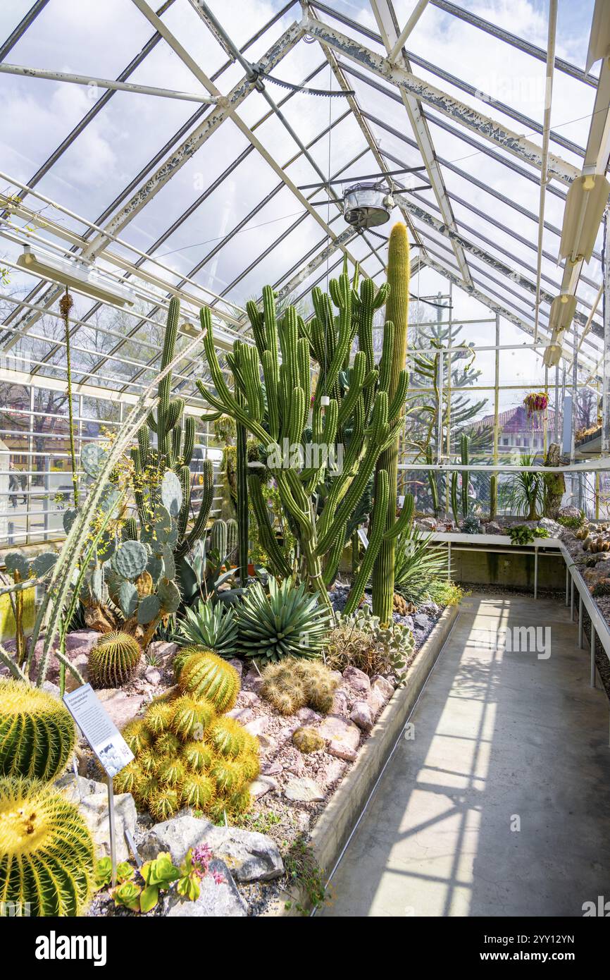 Giardino botanico, serra con cactus e succulenti, Zurich Succulent Collection, Svizzera, Europa Foto Stock