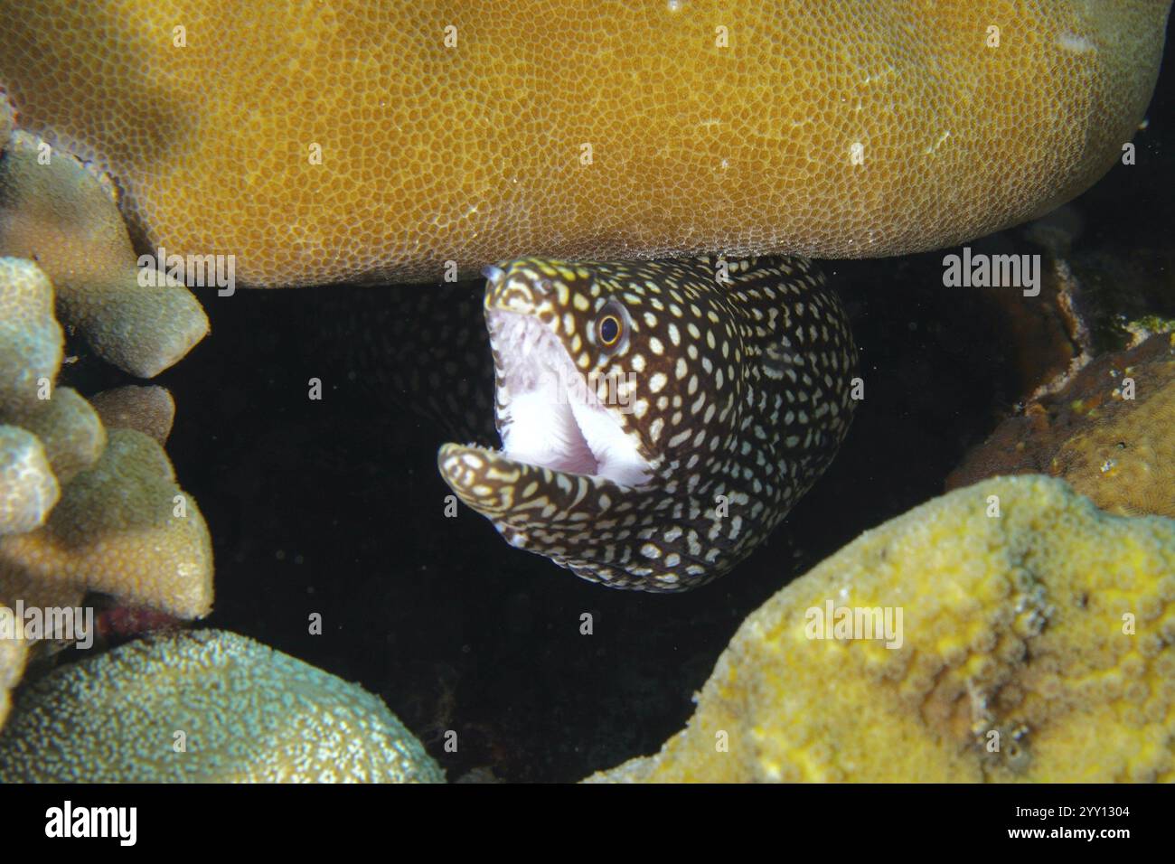 L'anguilla murena perla, l'anguilla murena con la bocca bianca (Gymnothorax meleagris) si mostra a bocca aperta tra i coralli, il sito di immersione Coral Garden, Menjangan, B. Foto Stock