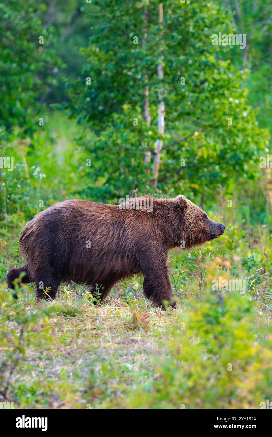 Comportamento naturale degli orsi bruni selvatici Ursus arctos piscator nella foresta estiva Foto Stock