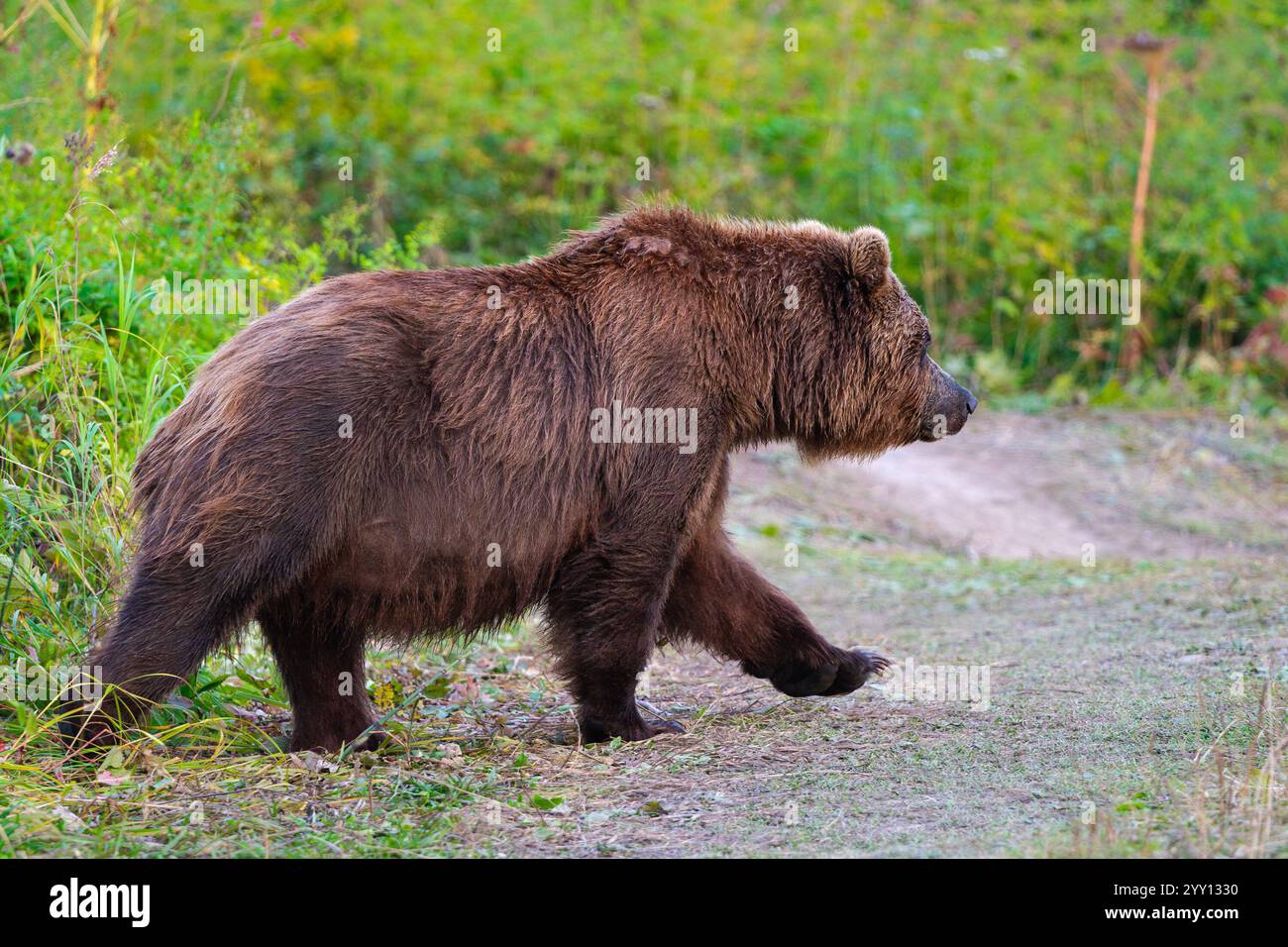 L'orso bruno selvatico Ursus arctos piscator è spesso visto girovagare lungo le strade forestali e altri percorsi di viaggio alla ricerca di predatori selvatici all'aperto estivo Foto Stock