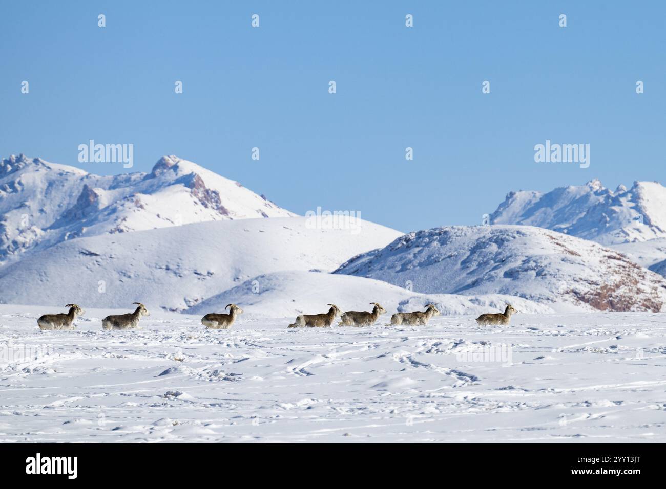 Pecore Marco Polo (Ovis ammon polii) in habitat innevato, Pamir-Argali, pecore selvatiche di Pamir, altopiano di Pamir, provincia di Gorno-Badakhshan, Tagikistan, AS centrale Foto Stock