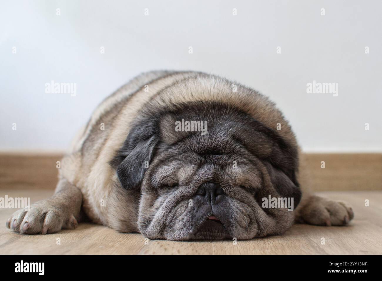 Chubby vecchio cane cucciolo che dorme sul piano del soggiorno di una casa. Immagine con spazio di copia. Foto Stock