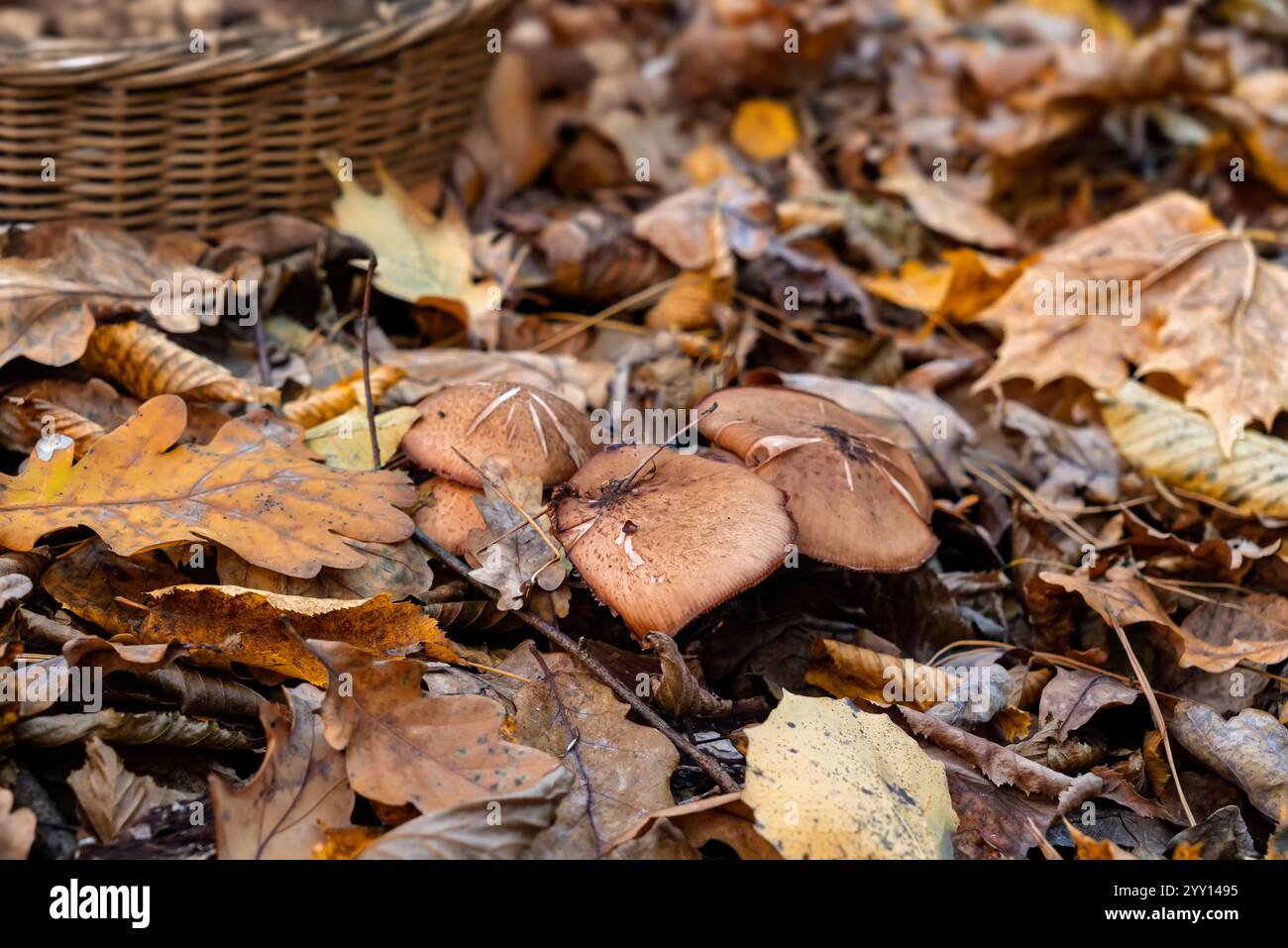 Funghi selvatici che crescono tra le foglie di quercia cadute nella foresta autunnale accanto a un cestino di raccolta di vimini. Foto Stock